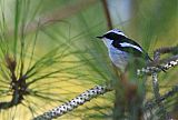 Little Pied Flycatcher